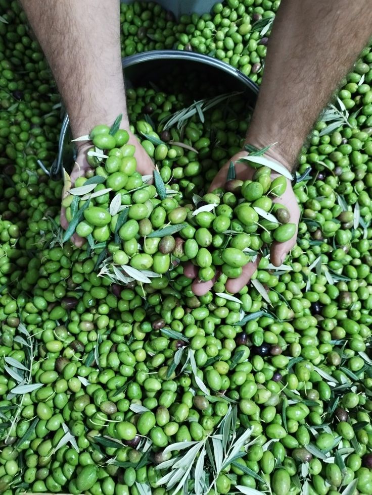 Puñado de aceitunas, base del aceite de oliva virgen extra.