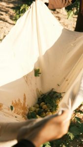 Manos sosteniendo una mantilla de aceitunas frescas, símbolo de la cosecha local y sostenible.