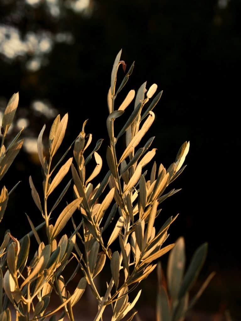 Hojas de olivo frescas, símbolo del origen natural del aceite de oliva virgen extra
