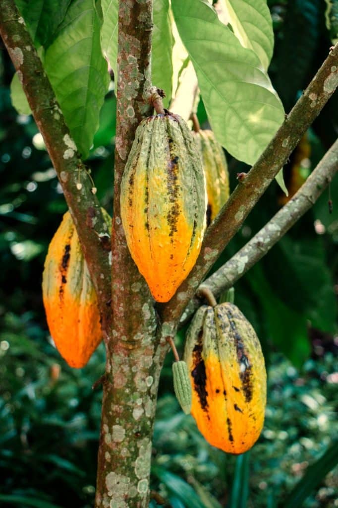 Plantación de cacao con semilla al descubierto, origen del auténtico chocolate artesanal