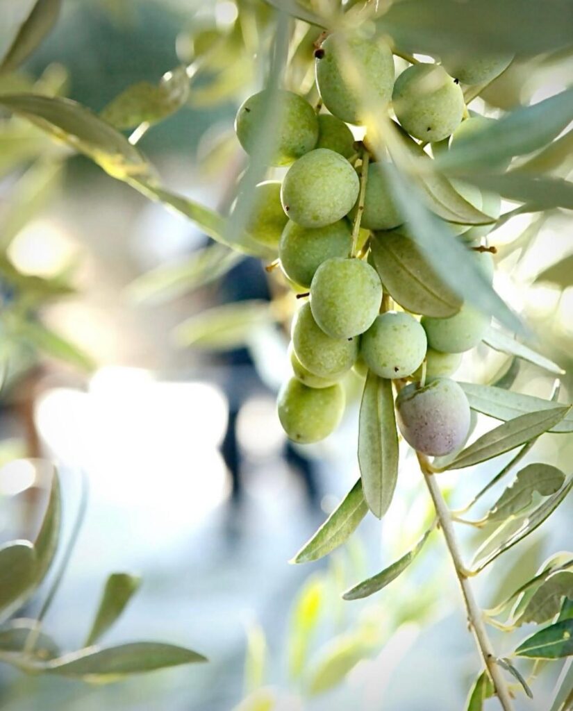 Primer plano de aceitunas verdes colgando de la rama en el olivar durante la cosecha temprana