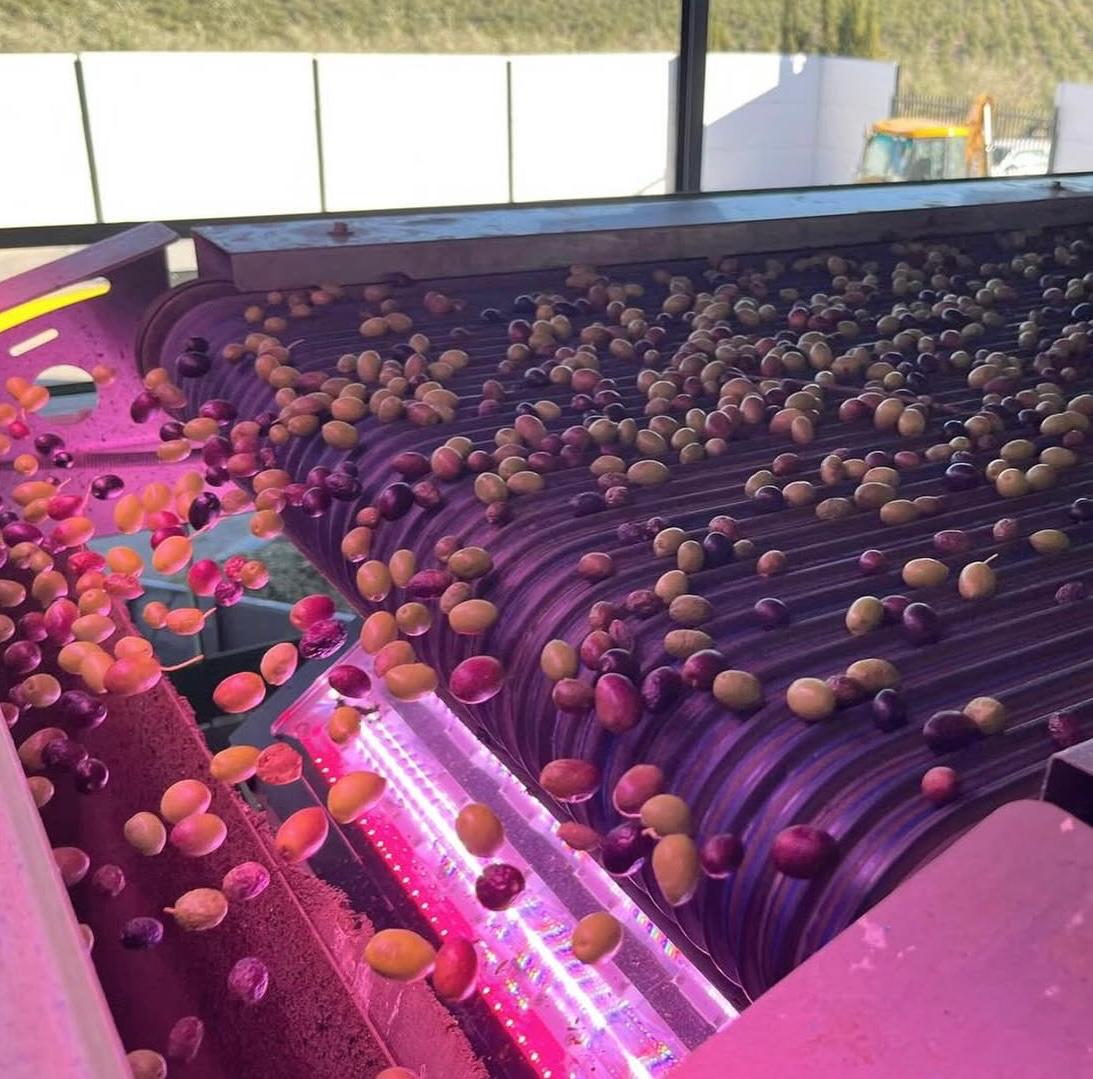 Molturación en frío para obtener aceite de oliva virgen extra de cosecha temprana