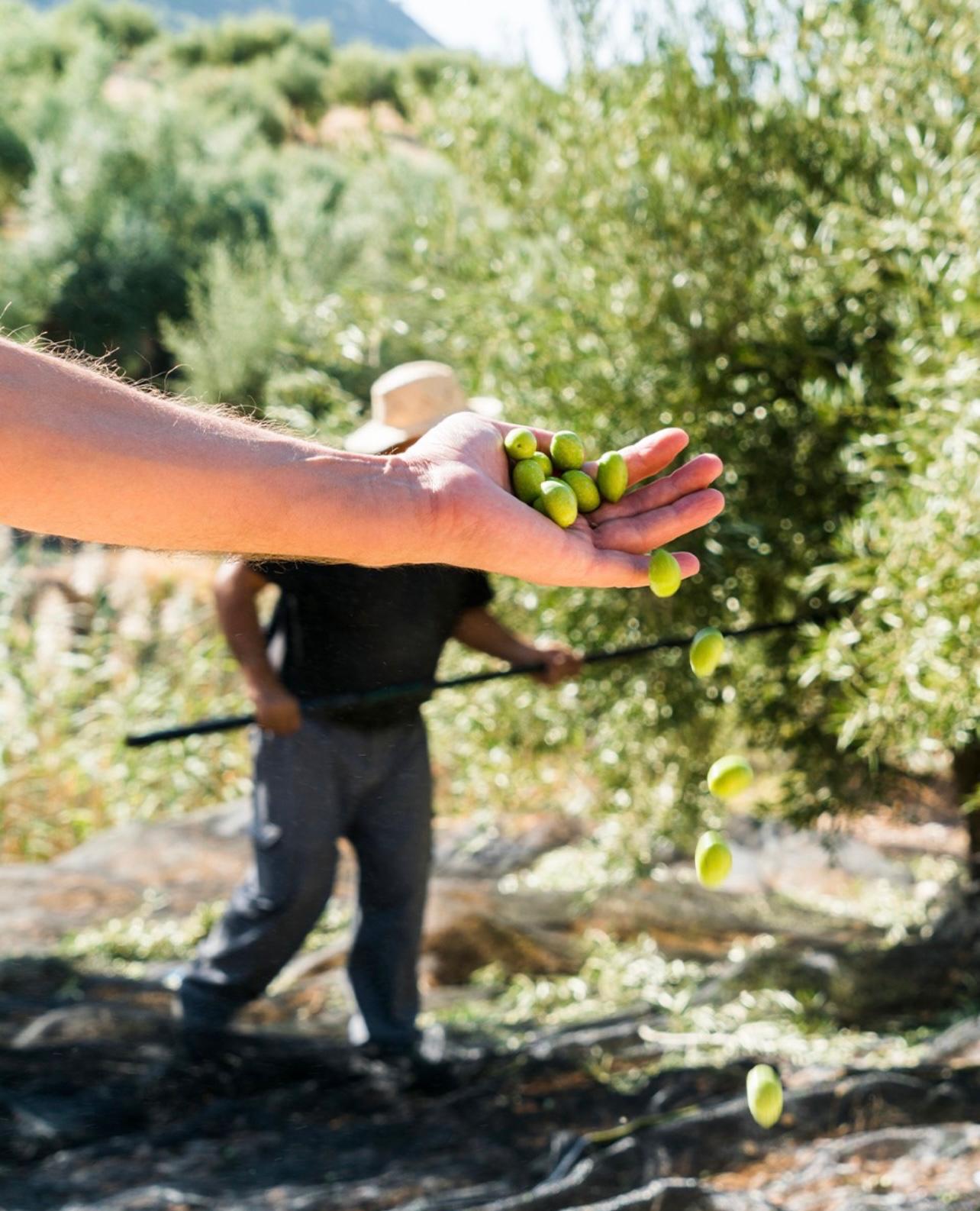 Recolección manual de aceitunas verdes en Jaén durante la cosecha temprana